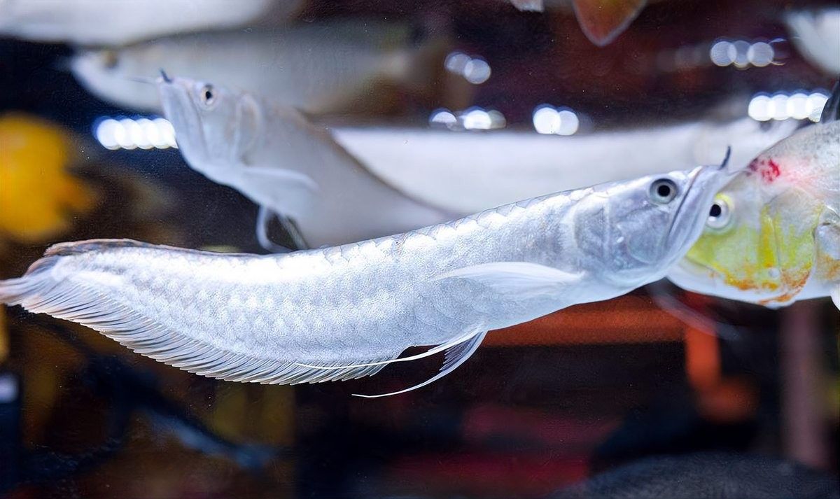 銀龍魚和菠蘿魚混養(yǎng)