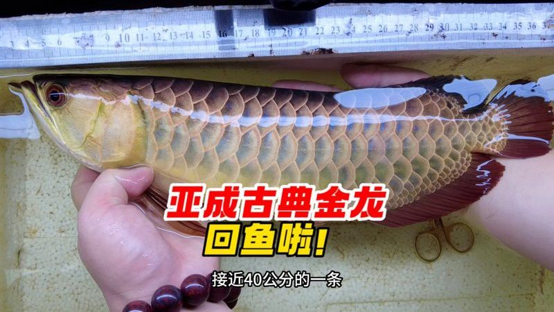 古典金龍七鰭恢復期間需要喂什么食物？