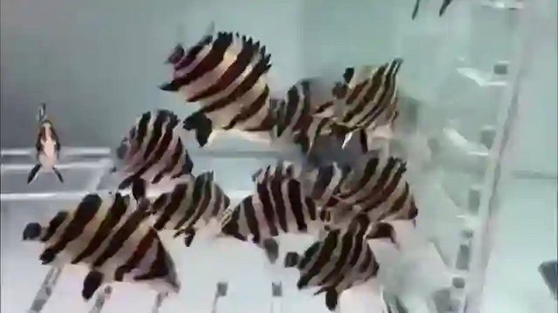 祥龍魚場有提供魚苗嗎？