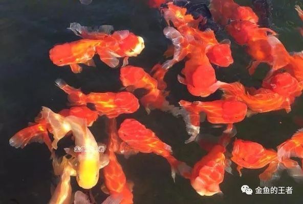 小金龍魚的養殖需要注意以下幾個方面：小金龍魚的養殖需要注意：小金龍魚怎么養殖，小金龍魚怎么養殖方法圖解