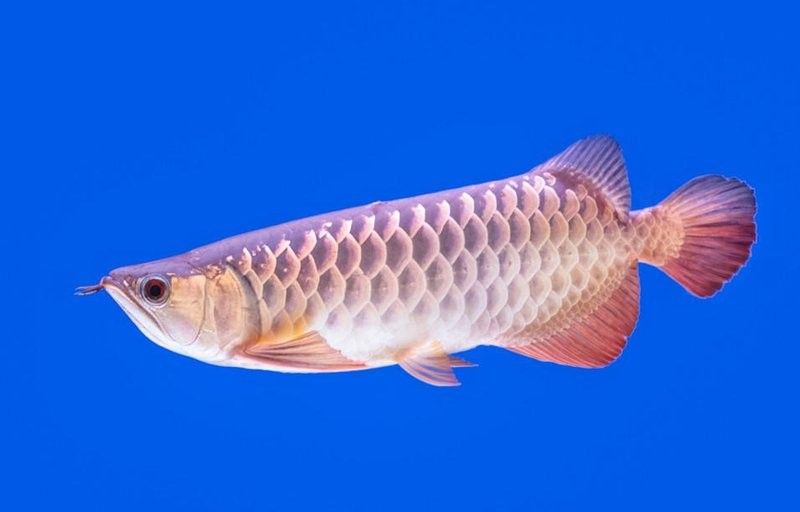 龍魚是哪個國家的魚類