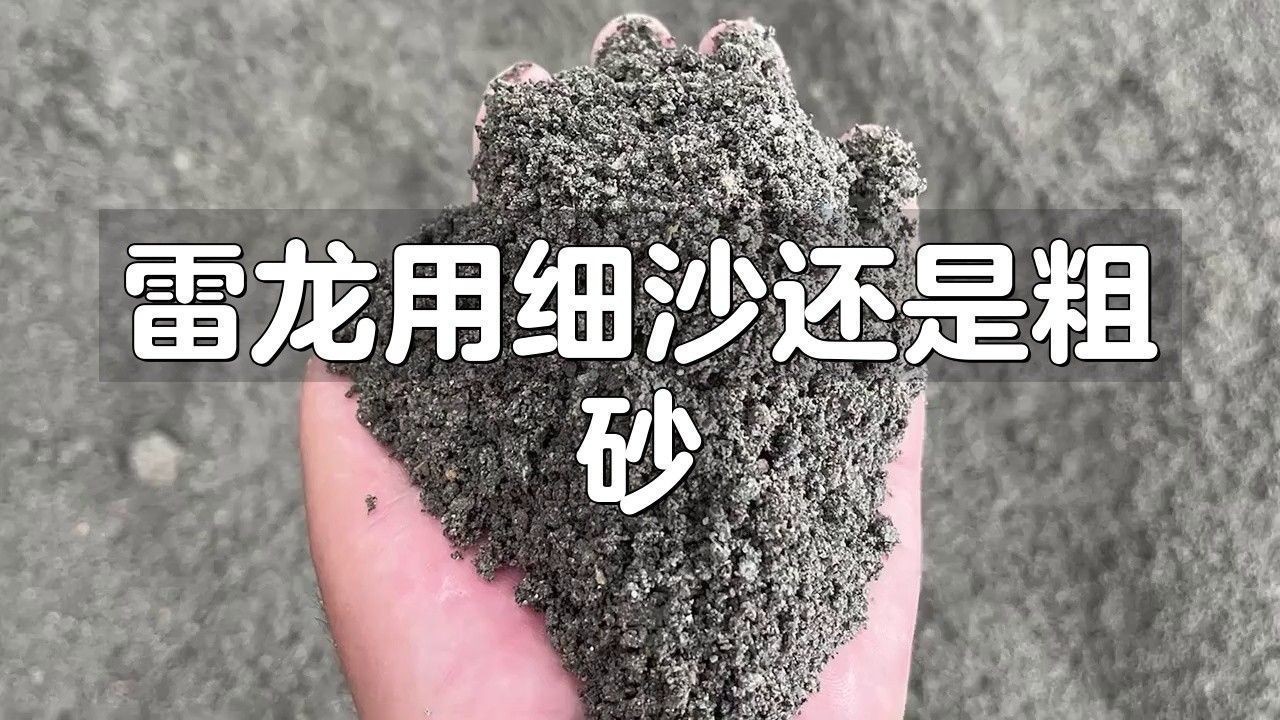 雷龍魚蹭沙子