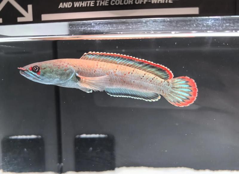 雷龍魚蹭沙子