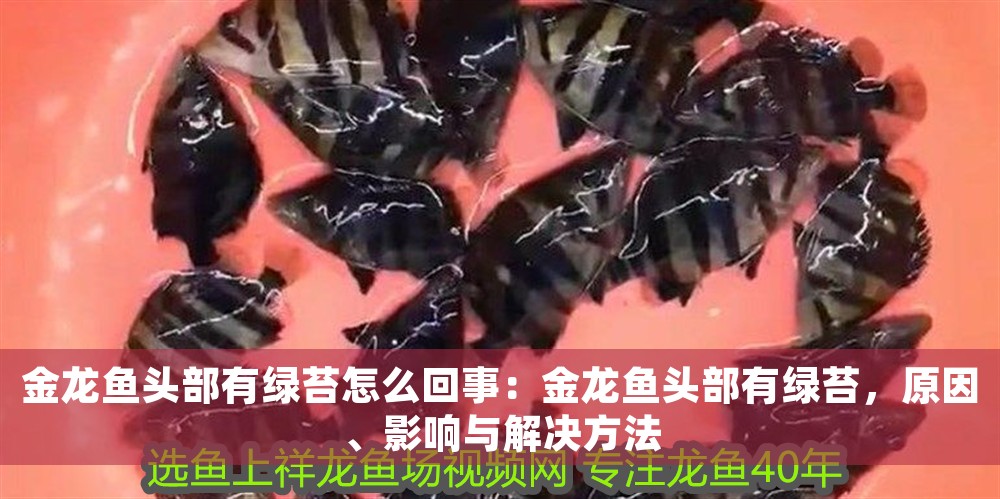 金龍魚頭部有綠苔怎么回事：金龍魚頭部有綠苔，原因、影響與解決方法