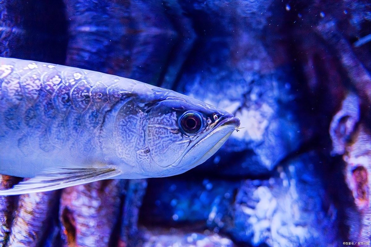龍魚(yú)一開(kāi)燈就掉眼