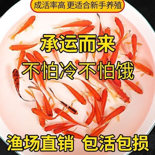 長春龍魚價格行情走勢圖片
