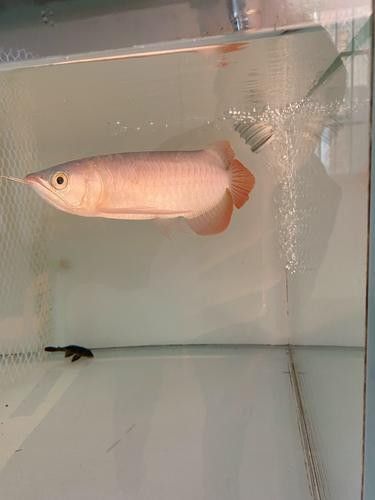 長春龍魚價格行情走勢圖片