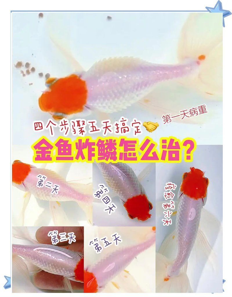 魚炸鱗怎么治用什么藥