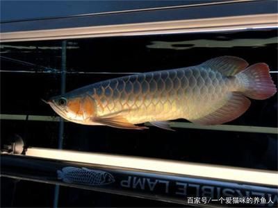 龍魚晚上開燈：關于龍魚晚上開燈的問題