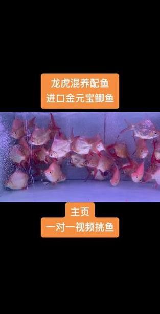 紅金龍魚混養(yǎng)的最佳搭配有哪些？