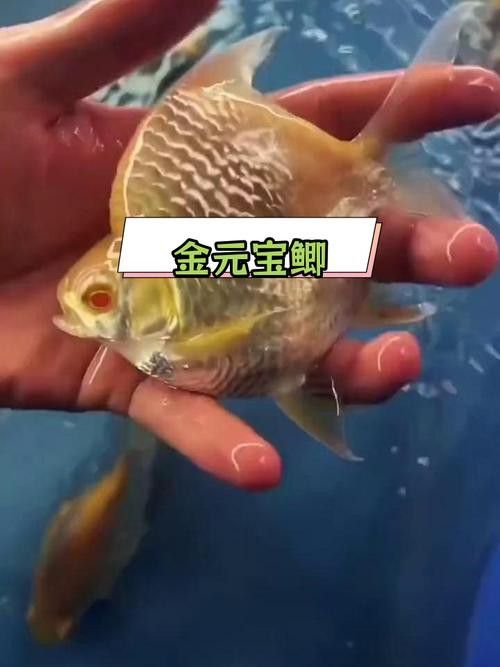 紅金龍魚混養(yǎng)的最佳搭配有哪些？