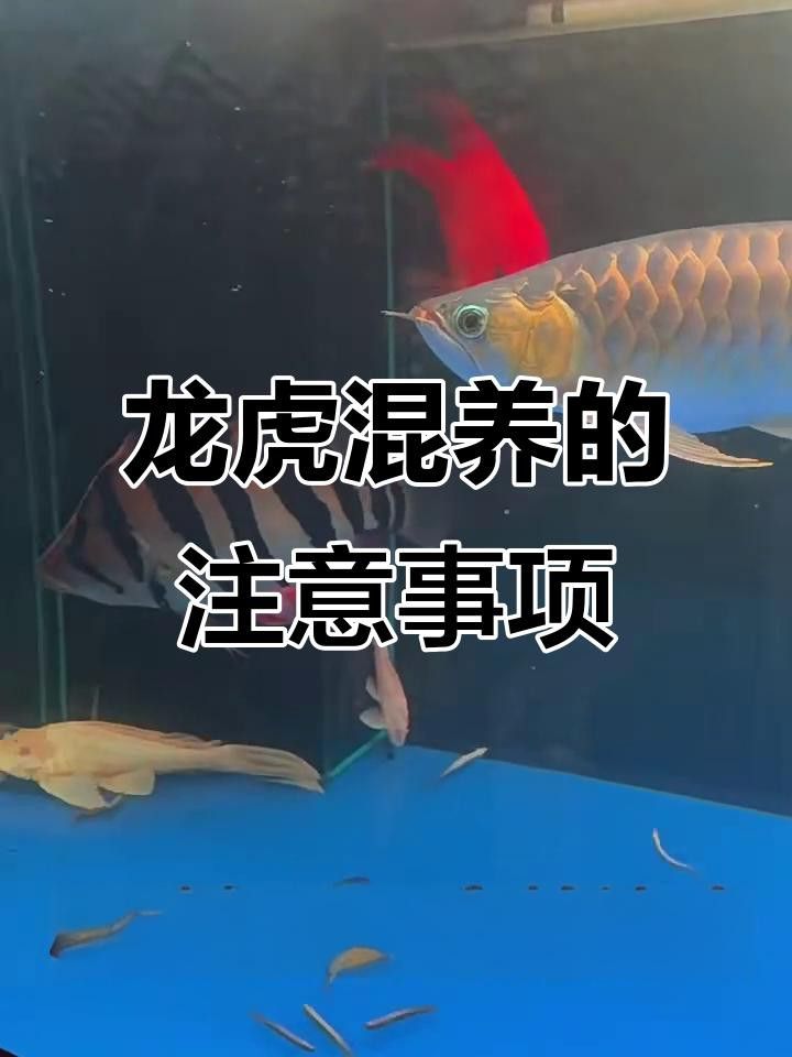紅金龍魚混養(yǎng)的最佳搭配有哪些？
