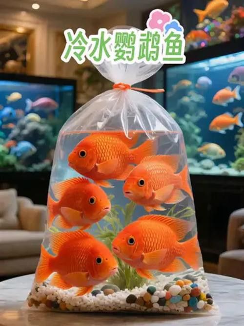 紅金龍魚混養(yǎng)的最佳搭配有哪些？