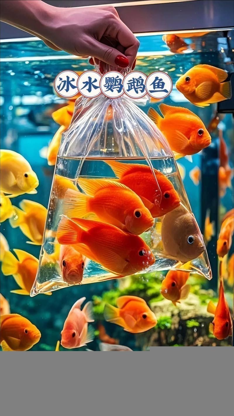 紅金龍魚混養(yǎng)的最佳搭配有哪些？