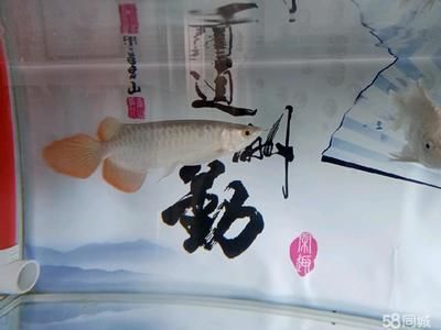 紅龍魚后三鰭不開怎么辦（紅龍魚后三鰭不開怎么辦？）