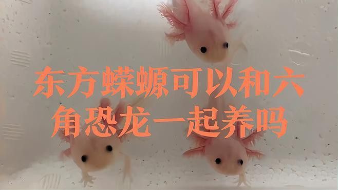 六角龍魚和蠑螈哪個更互動？