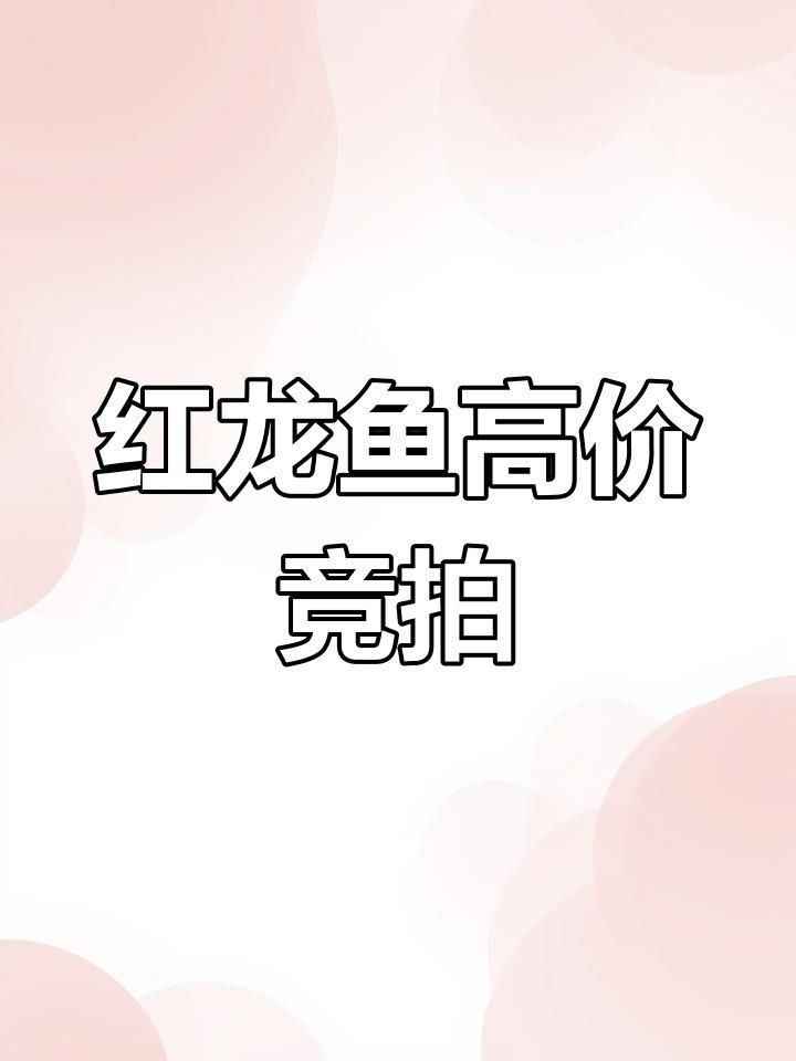 賽級印尼紅龍價格