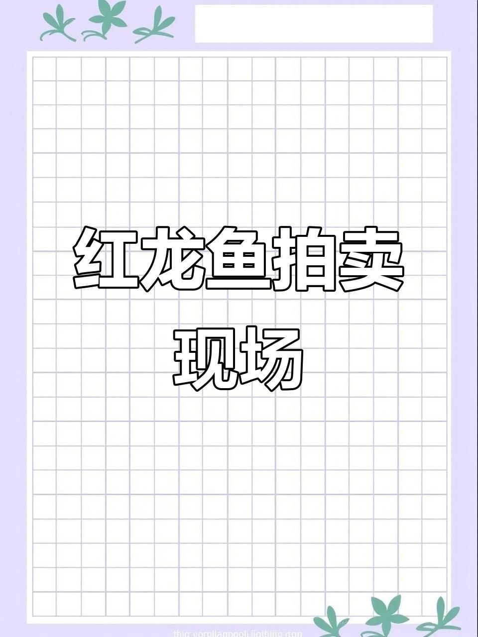 賽級印尼紅龍價格