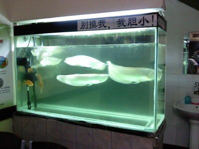 銀龍魚太膽?。ㄈ绾螠p輕銀龍魚的膽小行為）