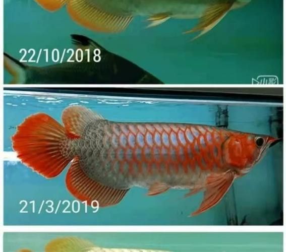 龍魚用什么顏色的燈好看又漂亮圖片