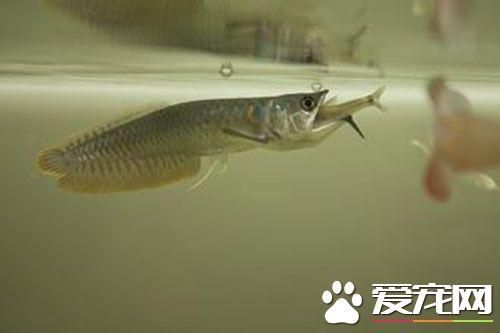 一米的銀龍魚：一米多長(zhǎng)的銀龍魚價(jià)格一般在800元以上