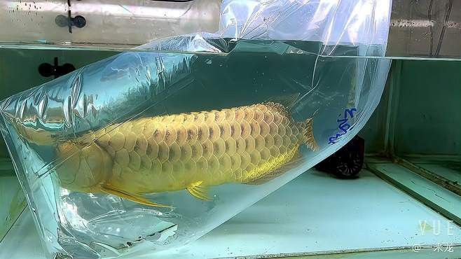 如何判斷金頭過(guò)背金龍的品相？