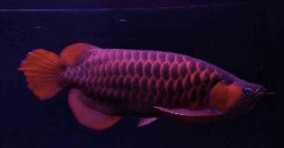 龍魚養護師：龍魚養護師需要具備豐富的龍魚養護知識和實踐經驗