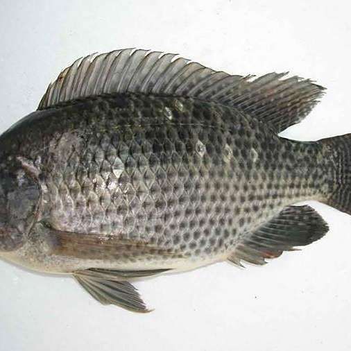 羅非魚養(yǎng)殖需要哪些設備？