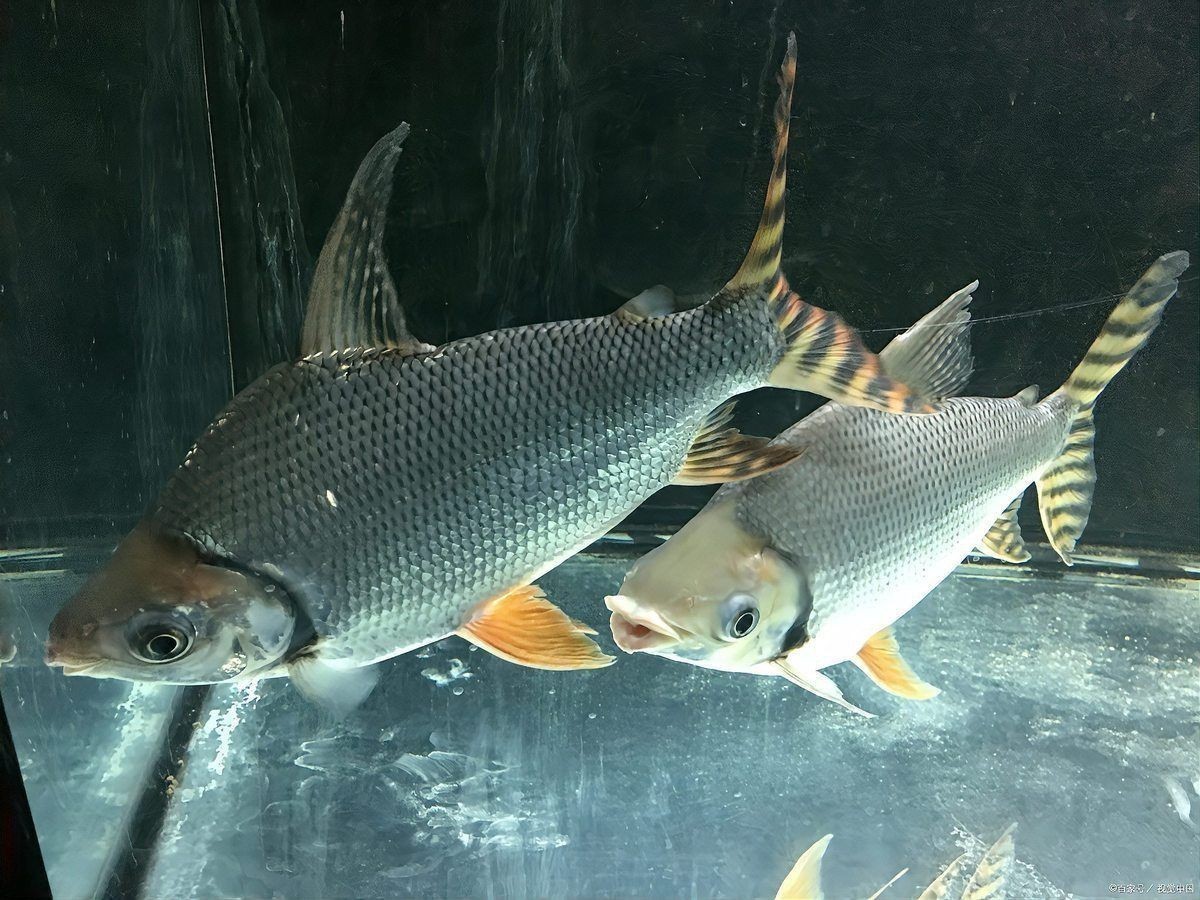 羅非魚養(yǎng)殖需要哪些設備？