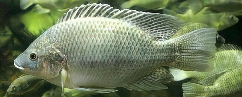 羅非魚養(yǎng)殖需要哪些設備？