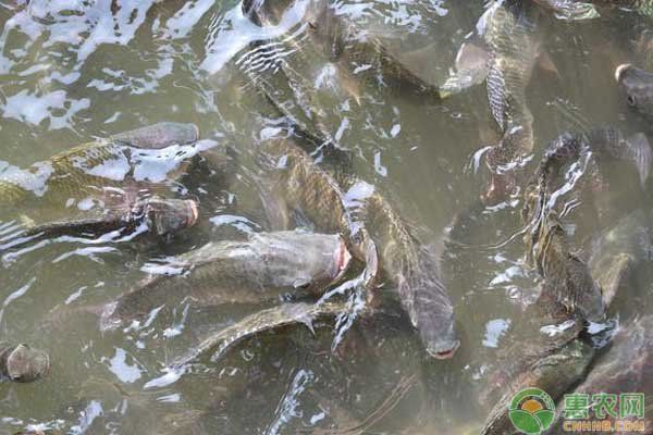 羅非魚養(yǎng)殖需要哪些設備？