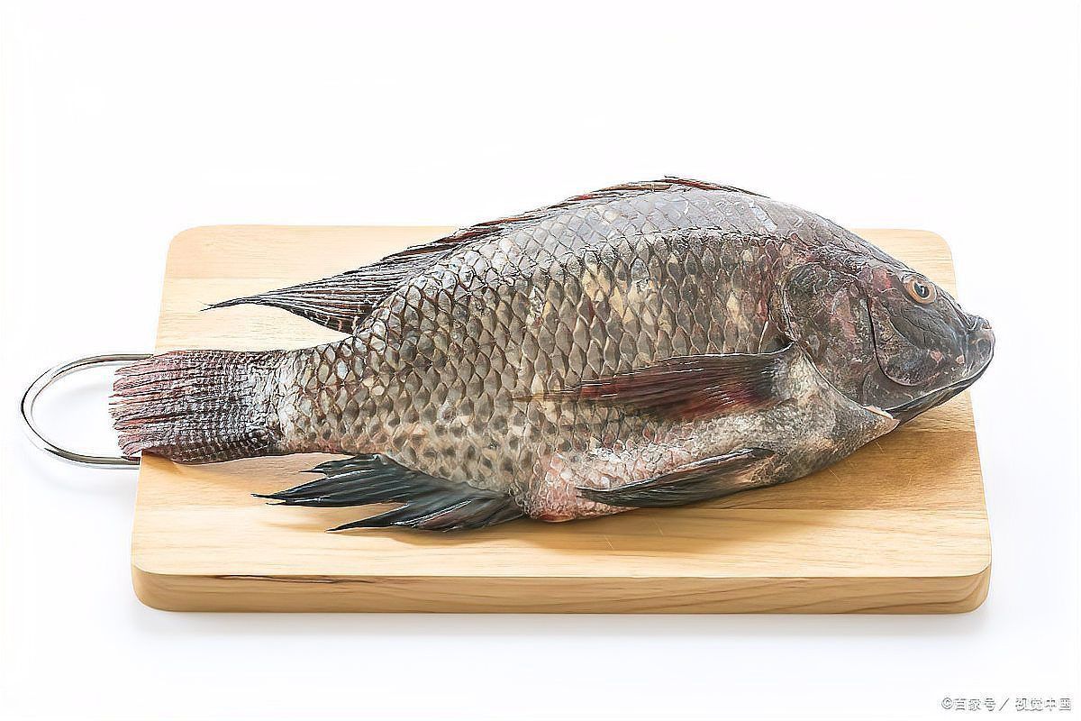 羅非魚養(yǎng)殖需要哪些設備？