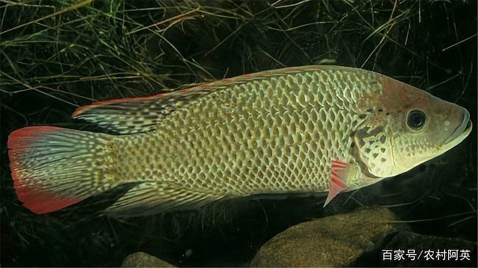 羅非魚養(yǎng)殖需要哪些設備？