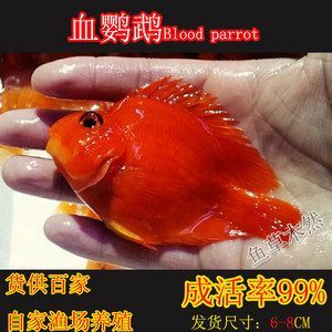 龍魚最小用幾米的缸養好：對于龍魚最小的缸養尺寸