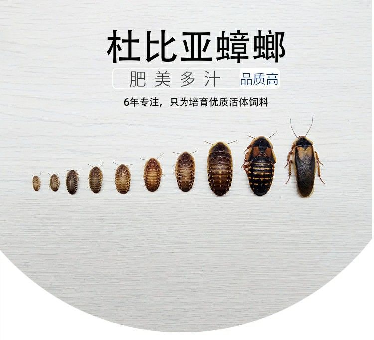 龍魚最小用幾米的缸養好：對于龍魚最小的缸養尺寸