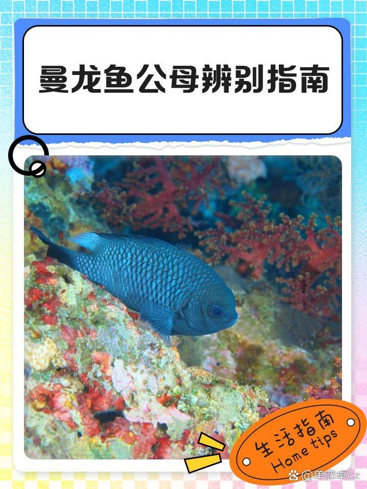 如何區分曼龍魚的幼魚性別？