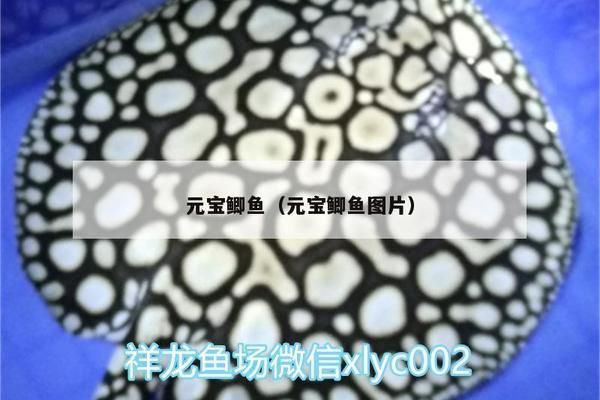 元寶鯽混養環境布置技巧：元寶鯽混養水質管理