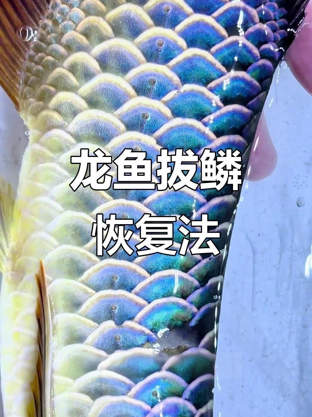 如何快速恢復龍魚鱗爛？