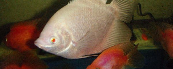 招財魚會不會把龍魚咬死（招財魚和龍魚混養會導致爭斗嗎？）
