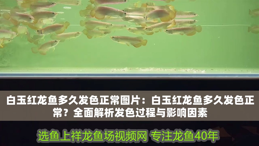 白玉紅龍魚(yú)多久發(fā)色正常圖片：白玉紅龍魚(yú)多久發(fā)色正常？全面解析發(fā)色過(guò)程與影響因素