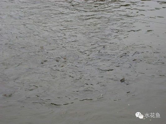 金龍魚魚缸用什么燈光比較好呢：金龍魚魚缸燈光選擇指南，打造健康與美觀的完美平衡