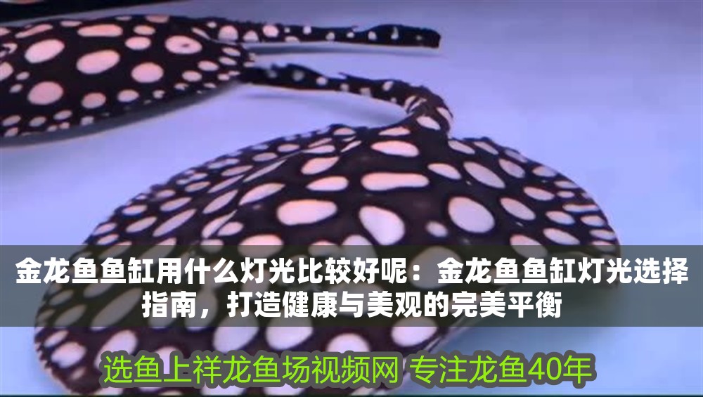 金龍魚魚缸用什么燈光比較好呢：金龍魚魚缸燈光選擇指南，打造健康與美觀的完美平衡