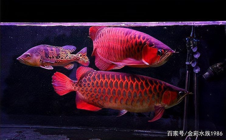 鑒別過背金龍光照影響