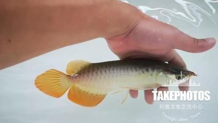龍魚最適應的溫度和濕度：龍魚水溫波動對健康的影響如何選擇適合龍魚的加熱器