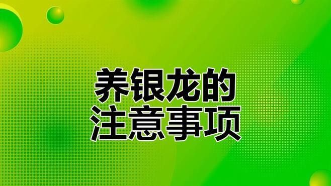 銀龍魚兇猛不