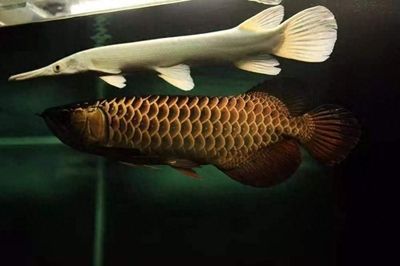 龍魚(yú)打架受傷了怎么辦，龍魚(yú)打架受傷后怎么辦