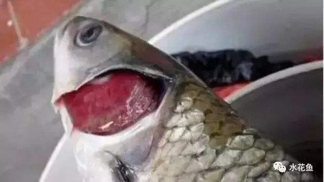 龍魚爛鰓病多久能治愈？