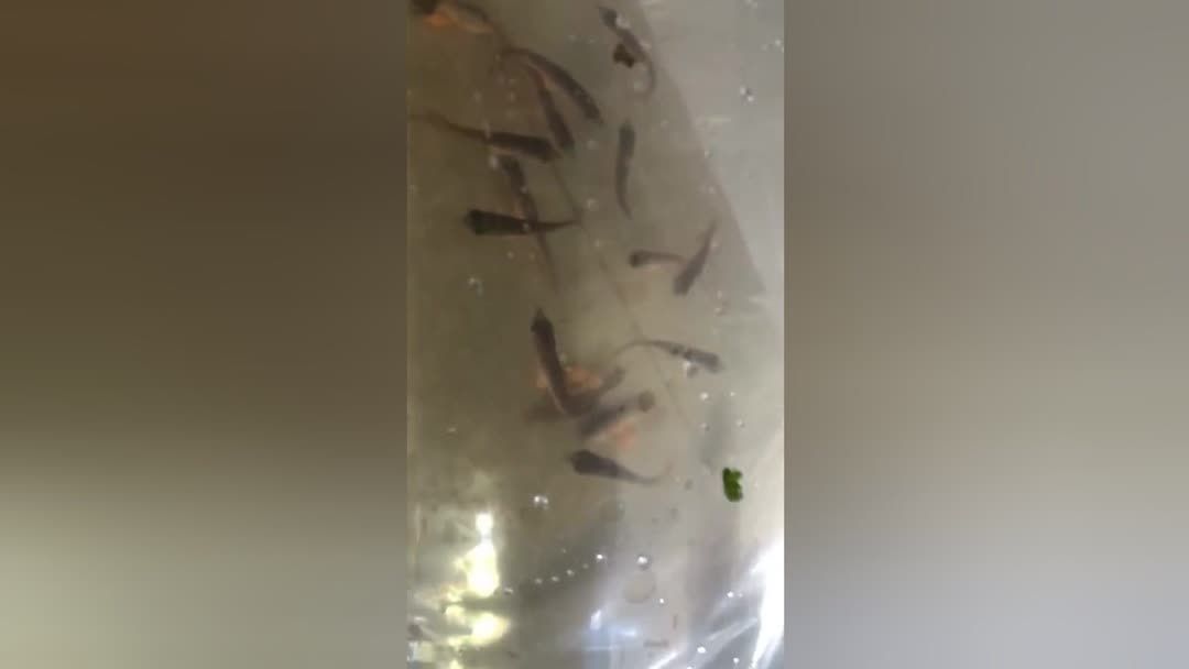 龍魚嘴巴爛了怎么辦啊：龍魚嘴巴爛了可能是由于多種原因造成的，如何判斷龍魚爛嘴原因