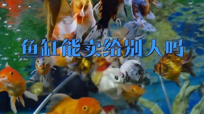 閑置魚缸轉讓時需要注意什么？