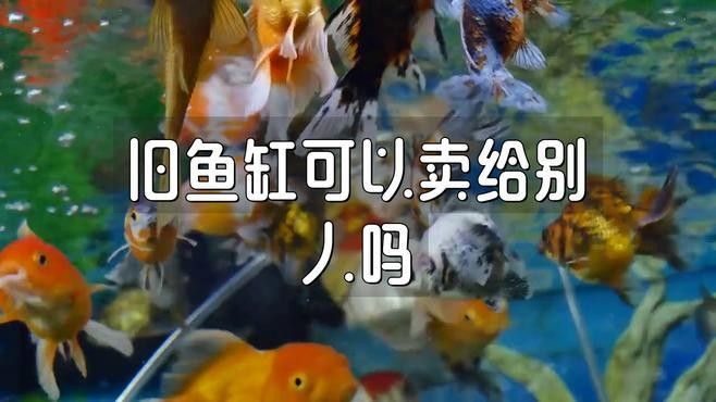 閑置魚缸轉讓時需要注意什么？